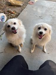 Lost Female Dog last seen Windsor drive, San Bernardino, CA 92404