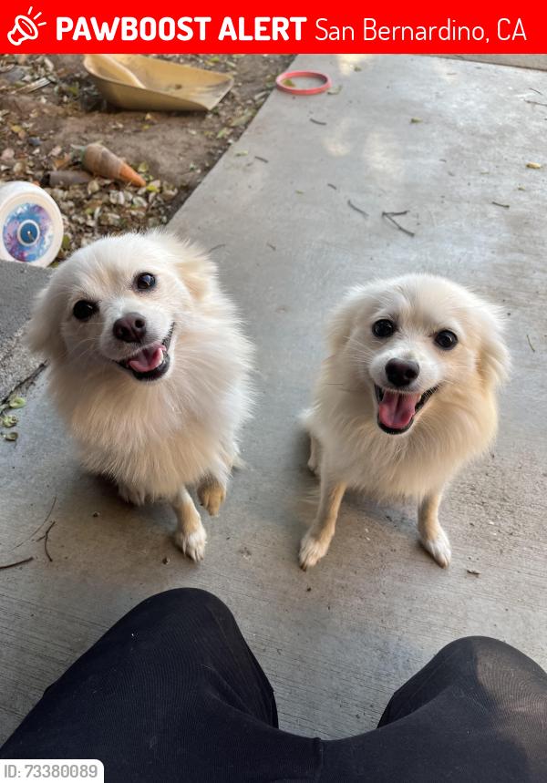 Lost Female Dog last seen Windsor drive, San Bernardino, CA 92404