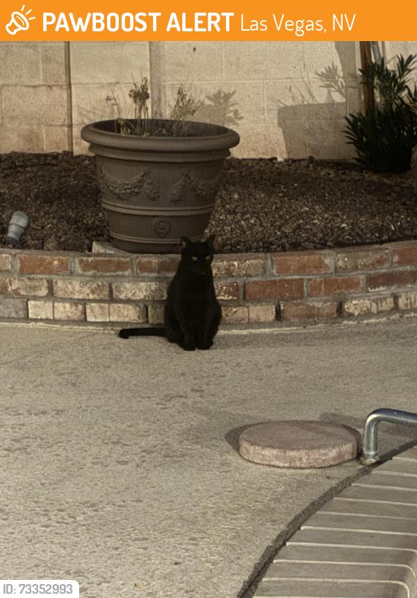 Found/Stray Female Cat last seen Vegas and Decatur, Las Vegas, NV 89108