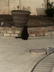 Found/Stray Female Cat last seen Vegas and Decatur, Las Vegas, NV 89108