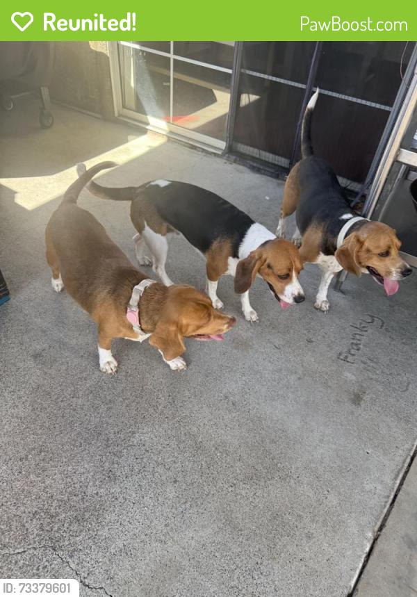 Reunited Female Dog last seen Del Sol Blvd, San Diego, CA 92154