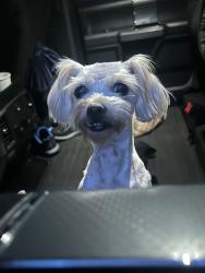 Found/Stray Female Dog last seen Was running across from the park into traffic, Lawrenceville, GA 30046
