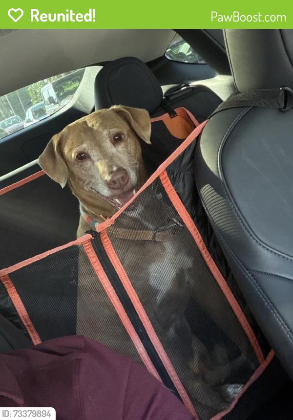 Reunited Female Dog last seen Near Shear St, Pensacola, FL 32534, USA, Pensacola, FL 32534