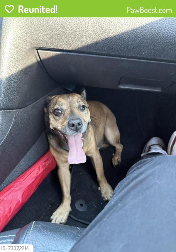 Reunited Male Dog last seen Fingerville Baptist, Fingerville, SC 29349