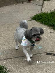 Lost Male Dog last seen 71th Hampton, Milwaukee, WI 53218