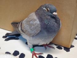 Shelter Stray Unknown Bird last seen Cherry Avenue, Carlsbad, CA, 92008, Oceanside, CA 92058, USA