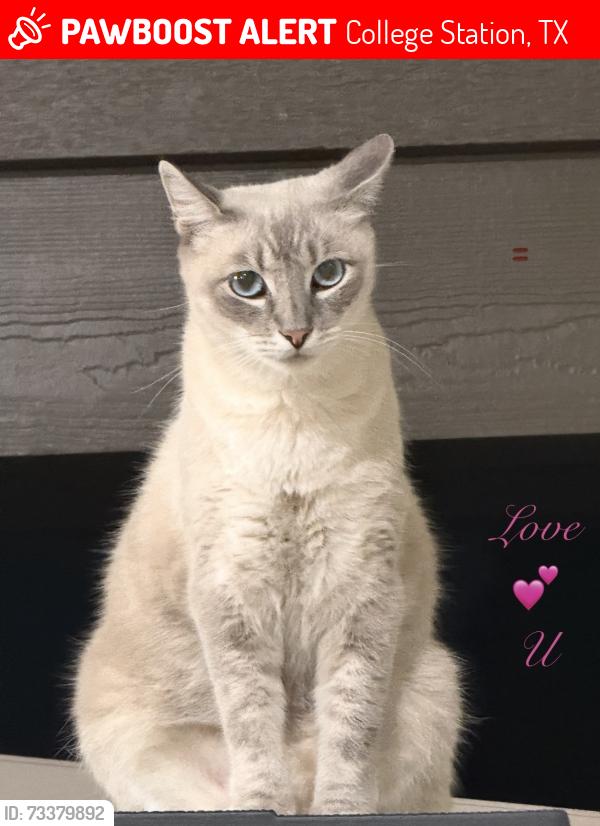 Lost Male Cat last seen Pebble Creek 2 & Lick Creek Neighborhood, College Station, TX 77845
