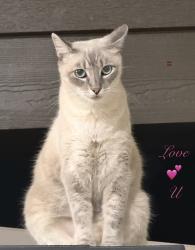 Lost Male Cat last seen Pebble Creek 2 & Lick Creek Neighborhood, College Station, TX 77845