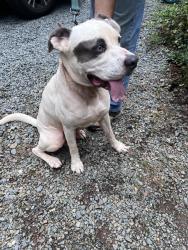 Found/Stray Male Dog last seen Jo Mac Road and Ryan Road, Orange County, NC 27516