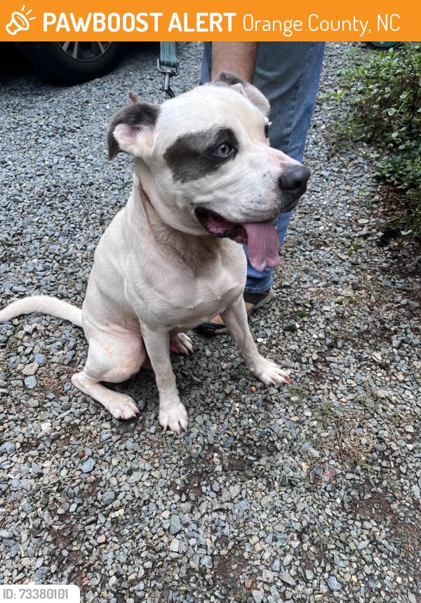 Found/Stray Male Dog last seen Jo Mac Road and Ryan Road, Orange County, NC 27516