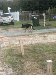 Found/Stray Male Dog last seen Rodney st, Spartanburg County, SC 29369
