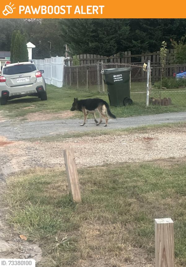 Found/Stray Male Dog last seen Rodney st, Spartanburg County, SC 29369