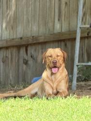 Lost Male Dog last seen Woodside Ln & Wright Dr, Lake Land'Or, VA 22546