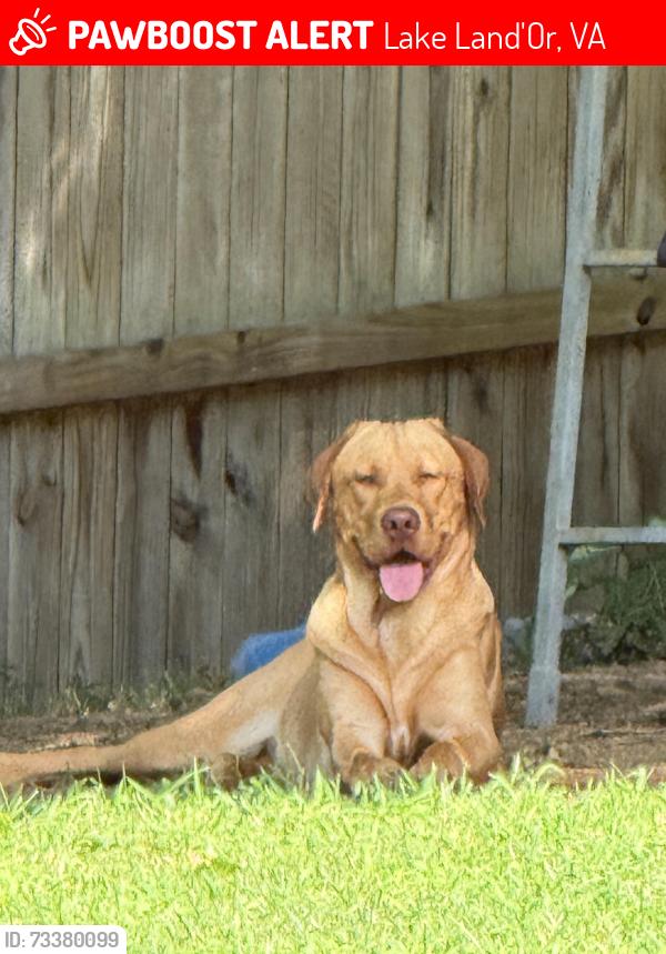 Lost Male Dog last seen Woodside Ln & Wright Dr, Lake Land'Or, VA 22546