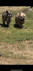 Lost Male Dog last seen Greenfield middle school, Bakersfield, CA 93304