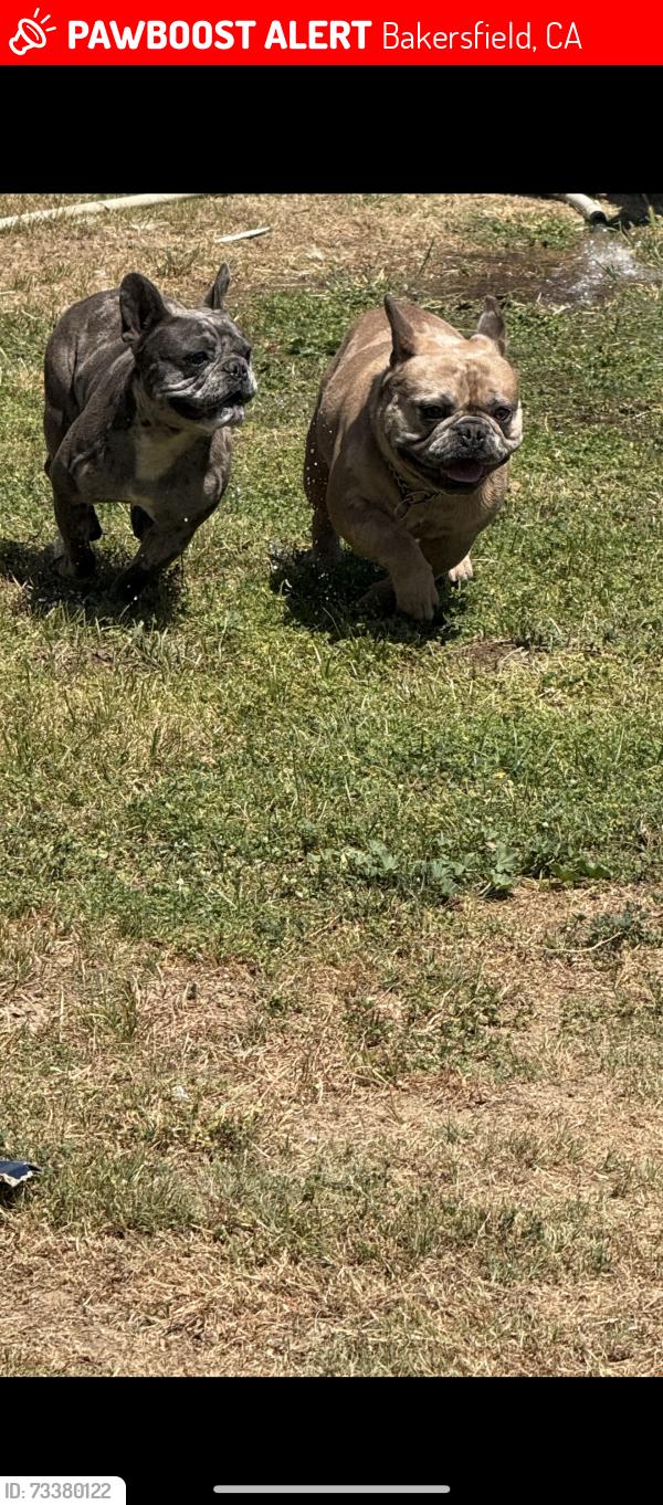 Lost Male Dog last seen Greenfield middle school, Bakersfield, CA 93304