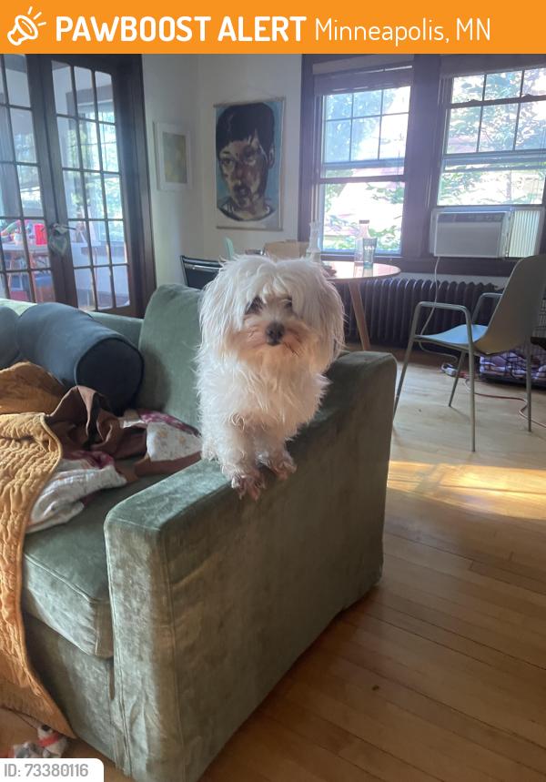 Found/Stray Female Dog last seen 28th and portland, Minneapolis, MN 55404