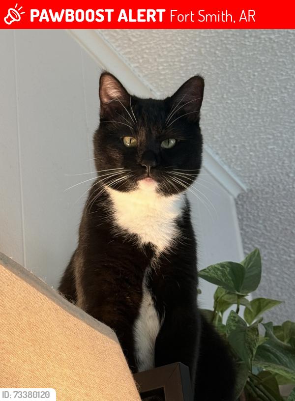 Lost Male Cat last seen Fresno and Gary St., Fort Smith, AR 72903