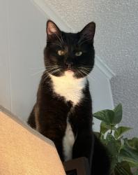 Lost Male Cat last seen Fresno and Gary St., Fort Smith, AR 72903