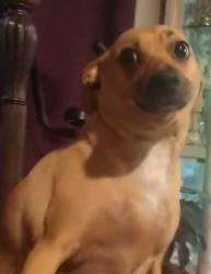 Lost Male Dog last seen Higginbotham Road/near Buckingham Trails Preserve. Cross street: Peace Rd., Fort Myers, FL 33905