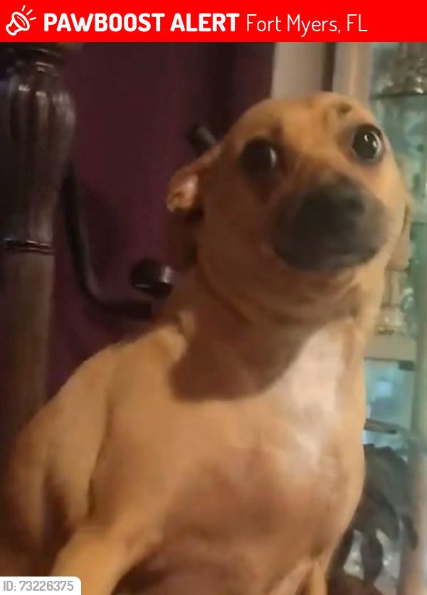 Lost Male Dog last seen Higginbotham Road/near Buckingham Trails Preserve. Cross street: Peace Rd., Fort Myers, FL 33905