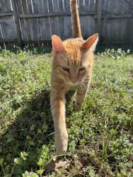Lost Male Cat last seen Fulton Pl and narcissus ave broken arrow, ok/vandever acres neighborhood, Broken Arrow, OK 74012