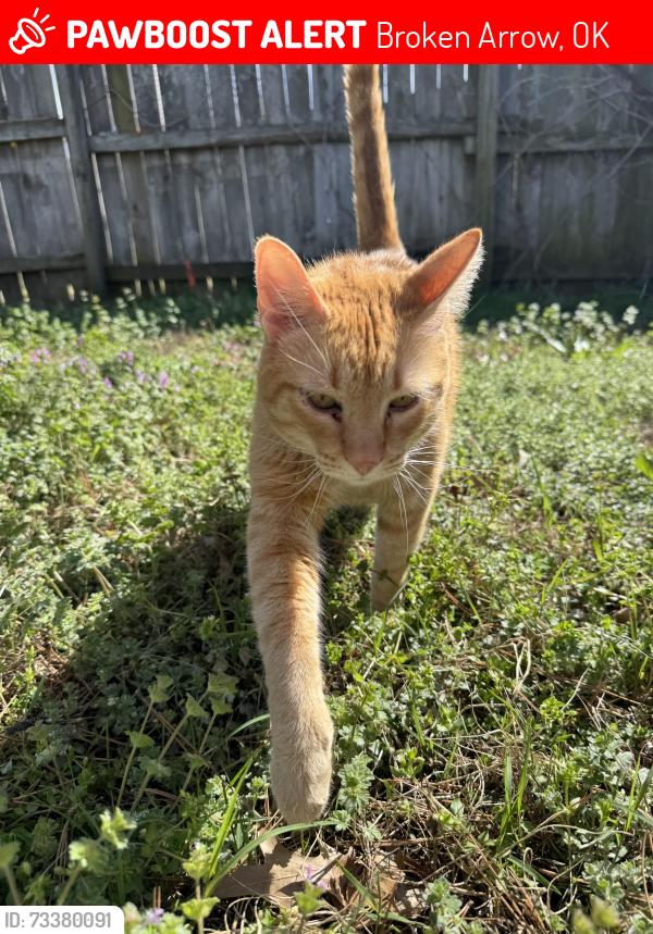 Lost Male Cat last seen Fulton Pl and narcissus ave broken arrow, ok/vandever acres neighborhood, Broken Arrow, OK 74012