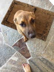 Found/Stray Female Dog last seen Serrano rd, san bernardino, ca, San Bernardino, CA 92405