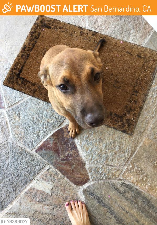 Found/Stray Female Dog last seen Serrano rd, san bernardino, ca, San Bernardino, CA 92405