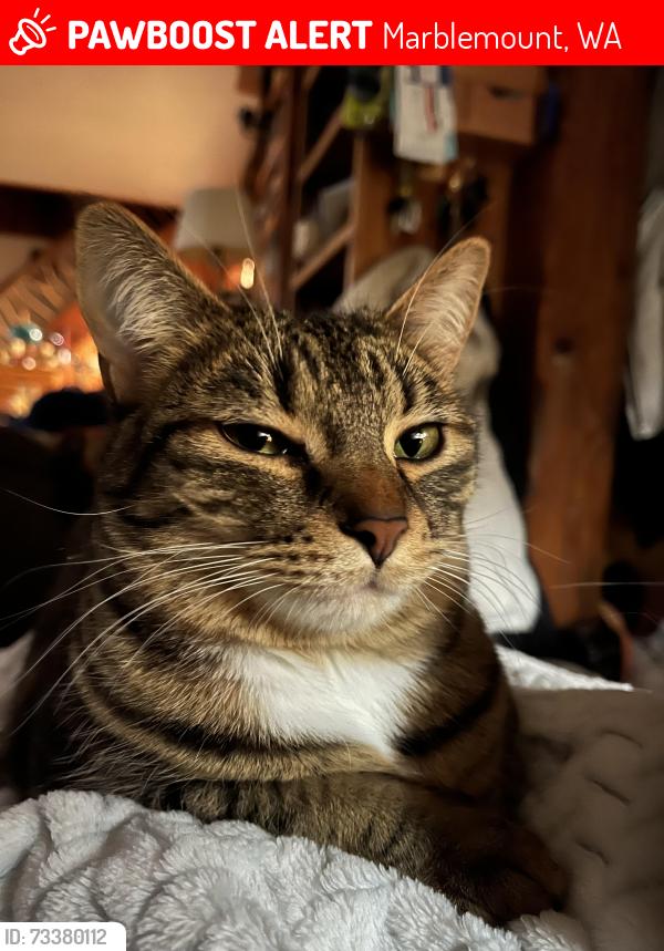 Lost Female Cat last seen Foxglove Lane, Marblemount, WA 98267