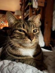 Lost Female Cat last seen Foxglove Lane, Marblemount, WA 98267