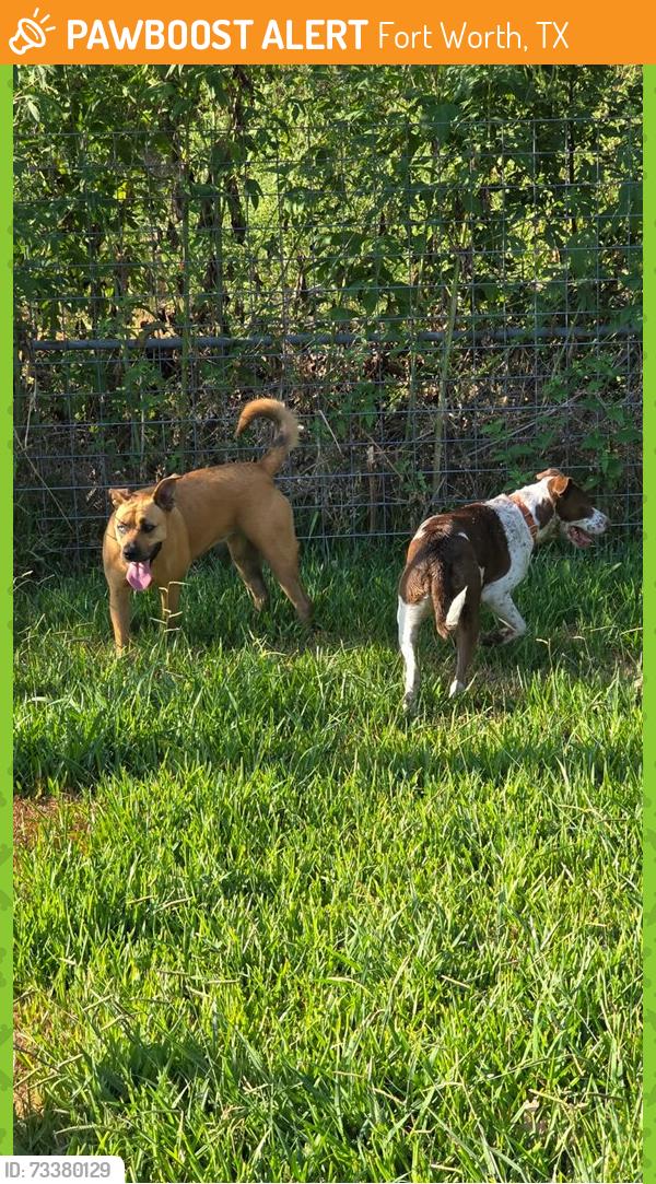 Found/Stray Unknown Dog last seen Near Keller hicks rd Fort Worth Tx, Fort Worth, TX 76244
