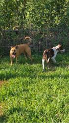 Found/Stray Unknown Dog last seen Near Keller hicks rd Fort Worth Tx, Fort Worth, TX 76244