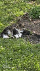 Lost Male Cat last seen Collier. & Baseline Rd., Baseline Rd, MI 49017