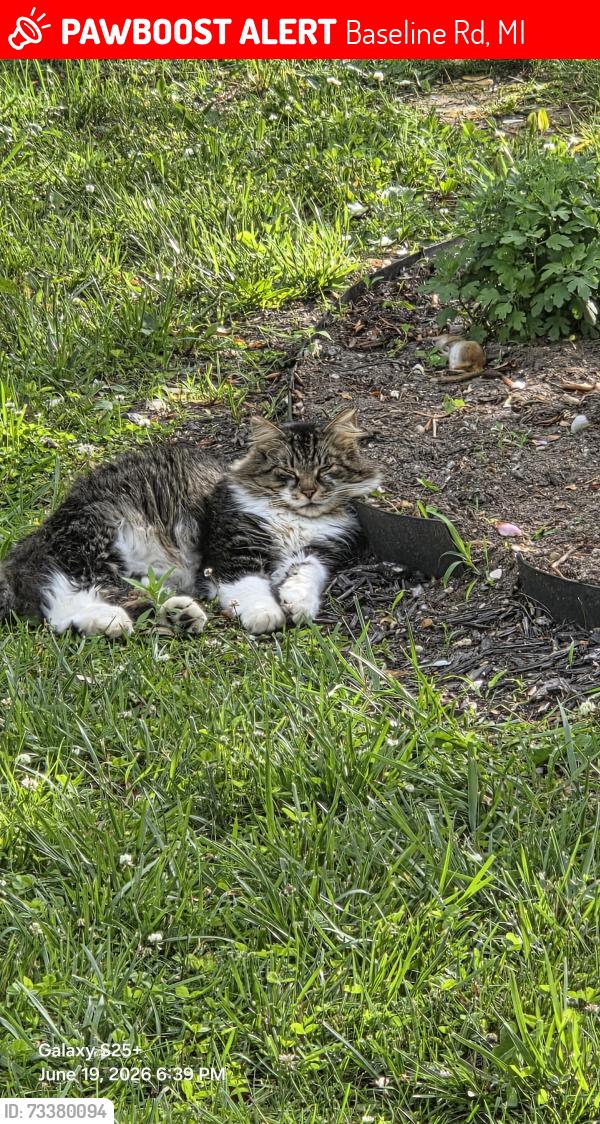 Lost Male Cat last seen Collier. & Baseline Rd., Baseline Rd, MI 49017