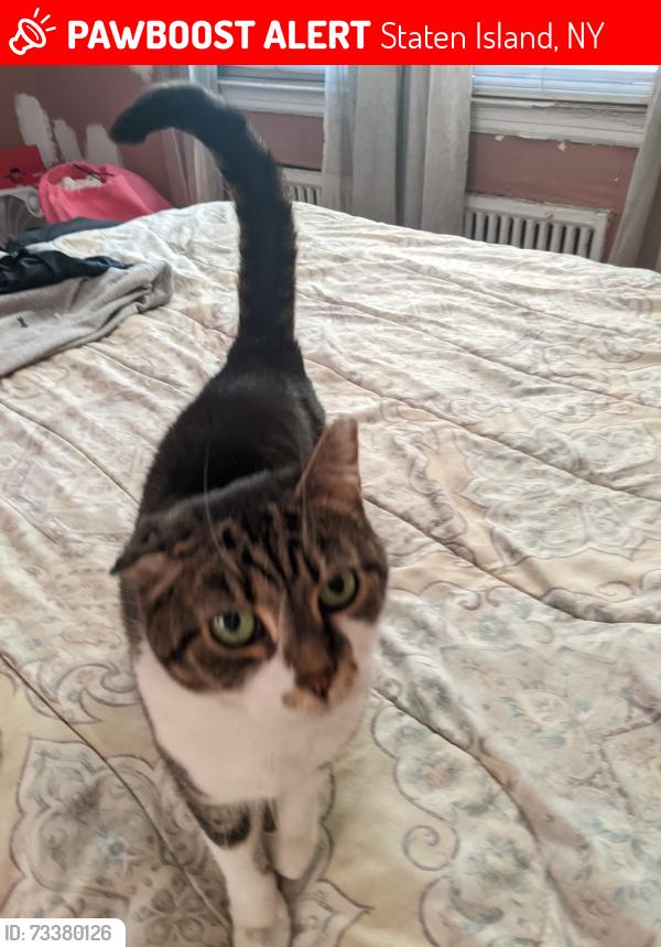 Lost Female Cat last seen Linden Ave, Staten Island, NY 10310
