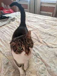 Lost Female Cat last seen Linden Ave, Staten Island, NY 10310
