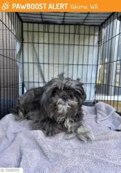 Lost Female Dog last seen Kippa ring, Kippa-Ring, QLD 4021