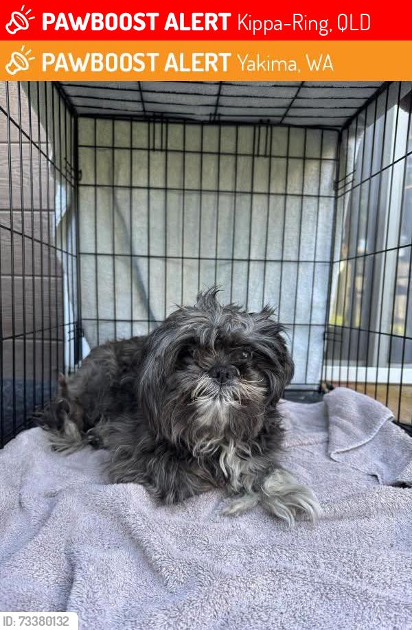 Lost Female Dog last seen Kippa ring, Kippa-Ring, QLD 4021