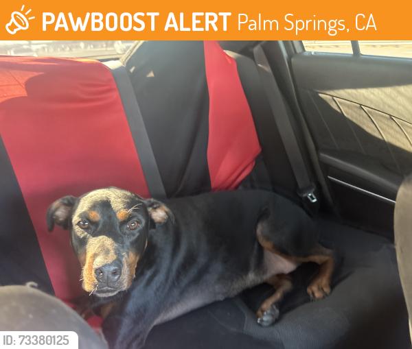 Found/Stray Female Dog last seen Raymond Cree Middle School, Palm Springs, CA 92262