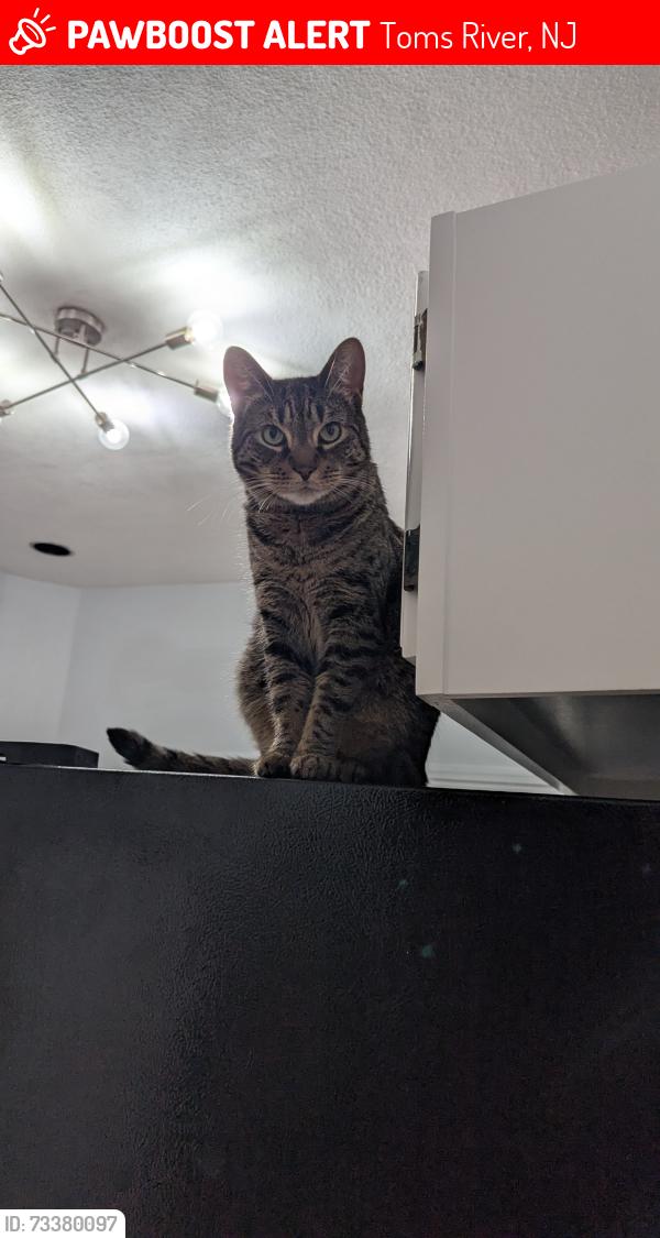 Lost Female Cat last seen End of Sachs Ave, or near St. Stephen Ukrainian Catholic Church, Toms River, NJ 08755