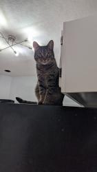 Lost Female Cat last seen End of Sachs Ave, or near St. Stephen Ukrainian Catholic Church, Toms River, NJ 08755