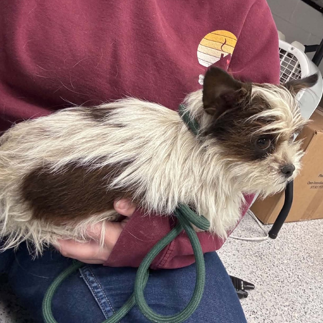 Shelter Stray Male Dog last seen , 5801 Graye Ln, Caldwell, ID 83607, USA