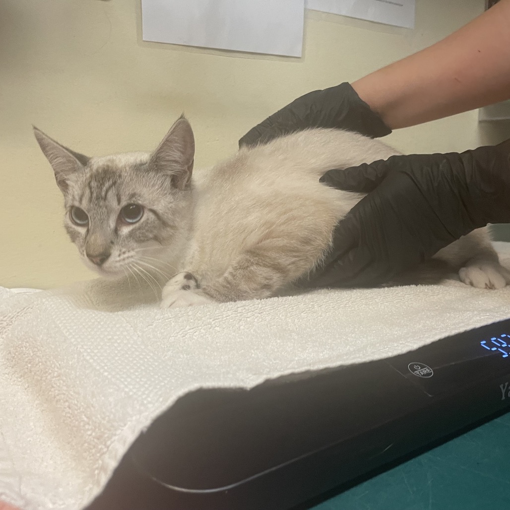 Shelter Stray Female Cat last seen , 361 S Raymond Ave, Pasadena, CA 91105, USA