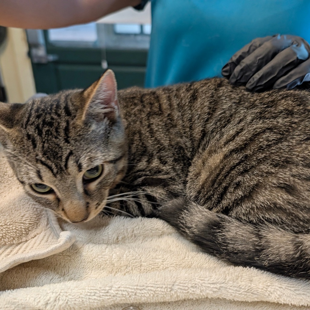 Shelter Stray Male Cat last seen , 361 S Raymond Ave, Pasadena, CA 91105, USA