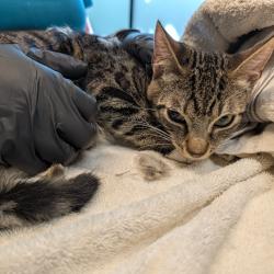 Shelter Stray Female Cat last seen , 361 S Raymond Ave, Pasadena, CA 91105, USA