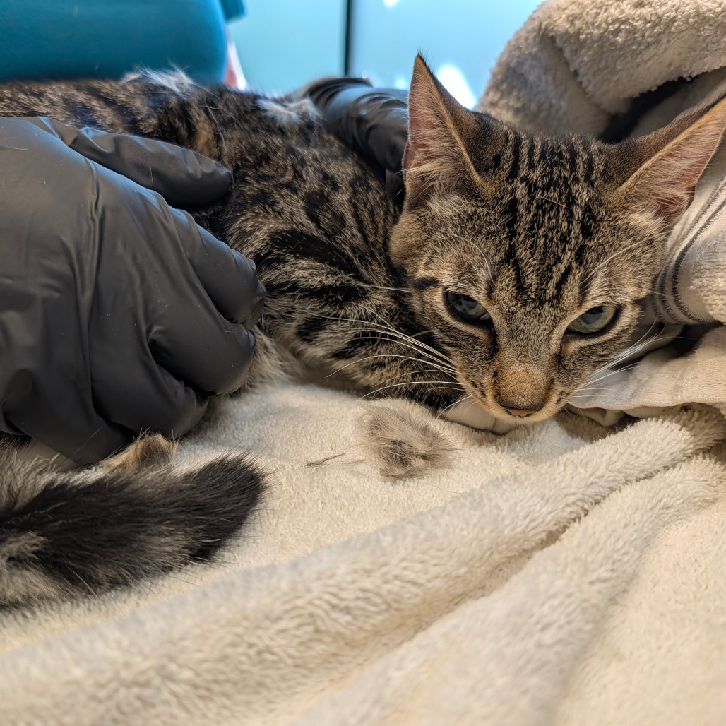 Shelter Stray Female Cat last seen , 361 S Raymond Ave, Pasadena, CA 91105, USA