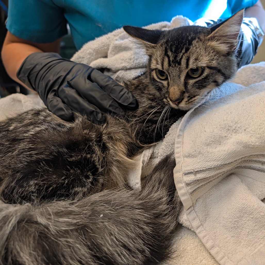 Shelter Stray Female Cat last seen , 361 S Raymond Ave, Pasadena, CA 91105, USA