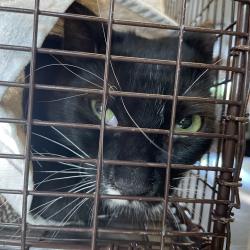 Shelter Stray Female Cat last seen , 361 S Raymond Ave, Pasadena, CA 91105, USA