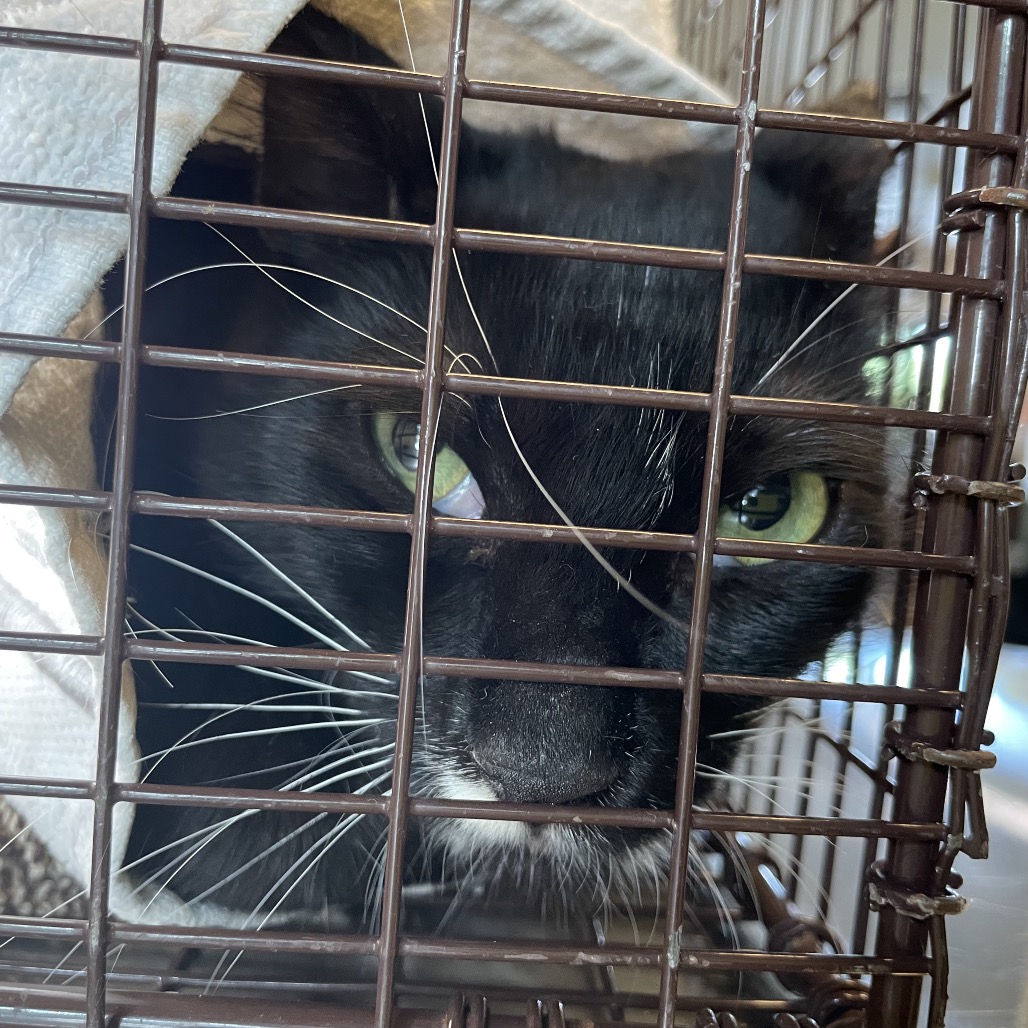 Shelter Stray Female Cat last seen , 361 S Raymond Ave, Pasadena, CA 91105, USA
